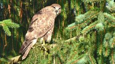 Mäusebussard (8).jpg